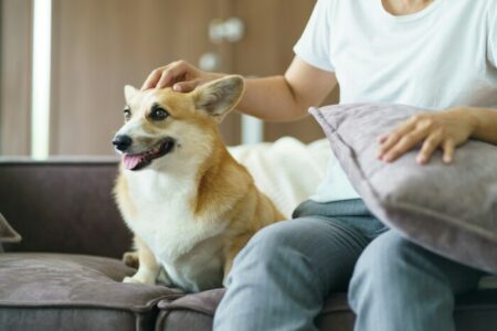 Raça de Cachorros